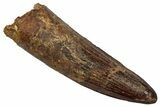 Fossil Spinosaurus Tooth - Real Dinosaur Tooth #345456-1